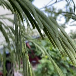 Páros faház Balatonföldvár - Egyéb