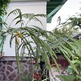 Páros faház Balatonföldvár - Egyéb