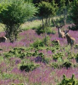 Koloska-völgyi Vadaspark
