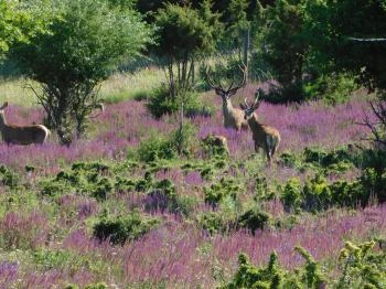 Koloska-völgyi Vadaspark Balatonfüred