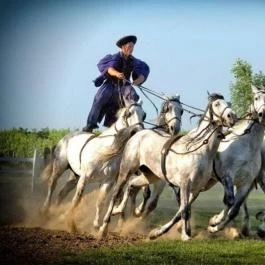 Rádpusztai Lovascentrum Balatonlelle - Egyéb