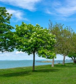 71. legjobb látnivaló: Balatonlelle Nyugati szabadstrand