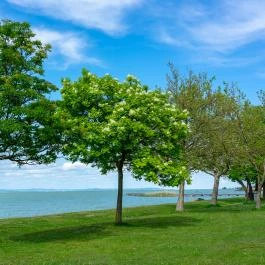 Balatonlelle Nyugati szabadstrand Balatonlelle - Egyéb