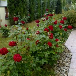 Botos Villa Balatonlelle - Medence/kert