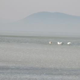 Bubu-Lak Balatonlelle - Egyéb