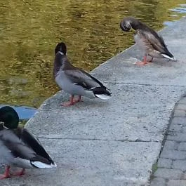 Bubu-Lak Balatonlelle - Egyéb