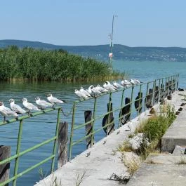 Park Hotel Balatonlelle Balatonlelle - Egyéb