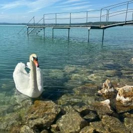 Világos Hotel Balatonvilágos - Egyéb