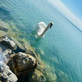 Világos Hotel Balatonvilágos - Egyéb