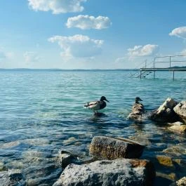 Világos Hotel Balatonvilágos - Egyéb