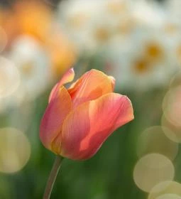 Bálványosi Tulipánszüret