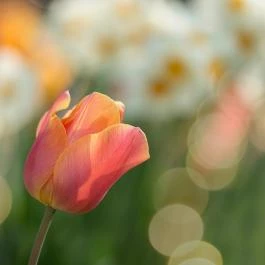 Bálványosi Tulipánszüret Bálványos - Egyéb