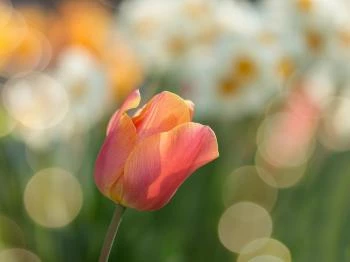 Bálványosi Tulipánszüret Bálványos