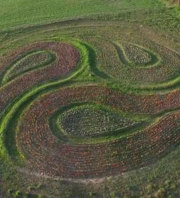 Bálványosi Tulipánszüret