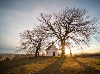 Molyhos tölgy Bátaszék