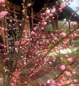 Bonne Chance Hotel étterme