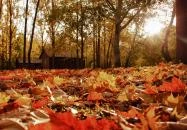 Dánfoki Üdülőközpont Faház Békés