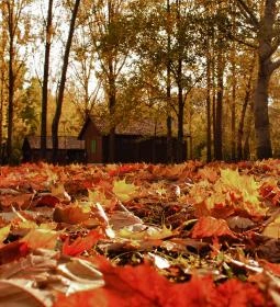 Dánfoki Üdülőközpont Faház