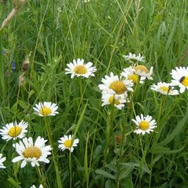 Körös-parti Vendégházak Békésszentandrás - Egyéb