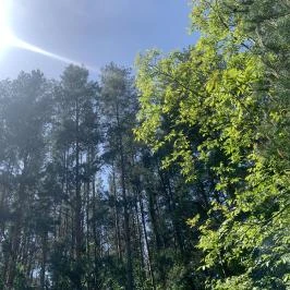 Mazsola Pihenőház Bélapátfalva - Medence/kert