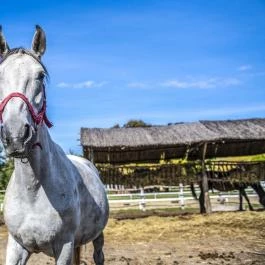 Zichy Park Hotel Bikács - Medence/kert