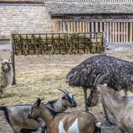 Zichy Park Hotel Bikács - Medence/kert