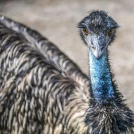 Zichy Park Hotel Bikács - Medence/kert