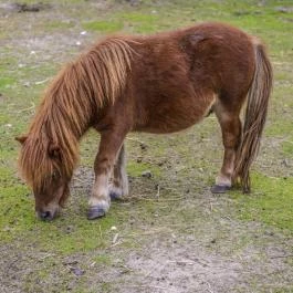 Zichy Park Hotel Bikács - Medence/kert