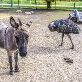 Zichy Park Hotel Bikács - Medence/kert