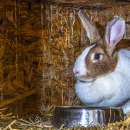 Zichy Park Hotel Bikács - Medence/kert