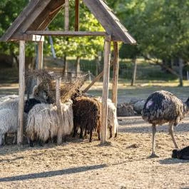 Zichy Park Hotel Bikács - Medence/kert