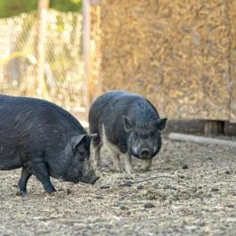 Zichy Park Hotel Bikács - Medence/kert
