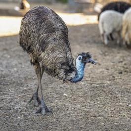 Zichy Park Hotel Bikács - Medence/kert