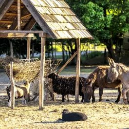 Zichy Park Hotel Bikács - Medence/kert
