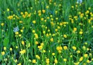 Bikács - Kistápéi láprét