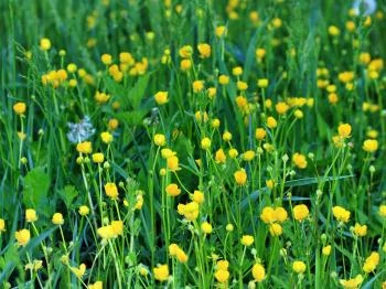 Kistápéi láprét Bikács