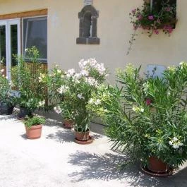 Muskátli Apartman Bogács - Medence/kert