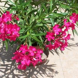 Muskátli Apartman Bogács - Egyéb