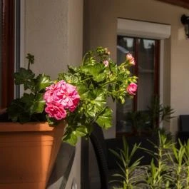 Róma Apartmanház Bogács - Medence/kert