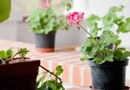 Somogy Kertje Üdülőfalu és Étterem Bonnya