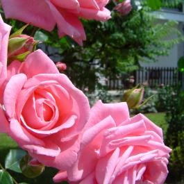 Koller Panzió Bonyhád - Medence/kert