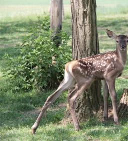 1. legjobb látnivaló: Bőszénfai Szarvasfarm