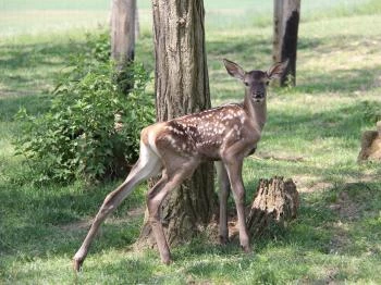 Bőszénfa - Bőszénfai Szarvasfarm