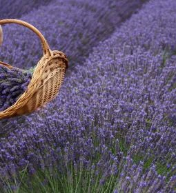 Budakeszi Levendulafarm