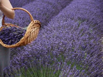 Budakeszi Levendulafarm Budakeszi