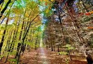 Budakeszi - Budakeszi Arborétum