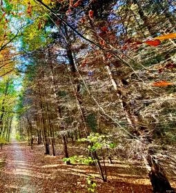 Budakeszi Arborétum