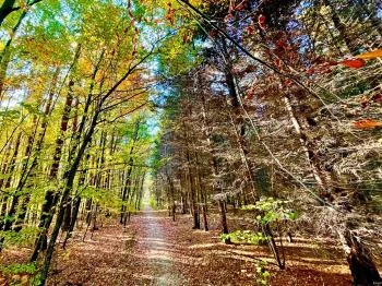 Budakeszi Arborétum Budakeszi