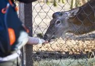 Budakeszi Vadaspark Budakeszi