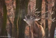 Budakeszi Vadaspark Budakeszi